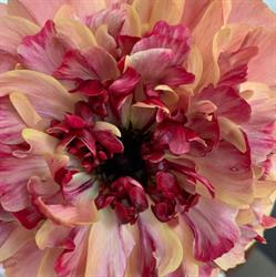 MC Bloom