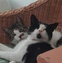 Stichting De Kattenmand