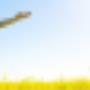 Podotherapie Rosmalen
