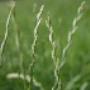 Groenvoer Opeinde Friesland BV