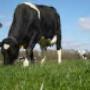 Groenvoer Opeinde Friesland BV