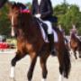 Manege De Oude Meerdijk Pension en Dressuurstal