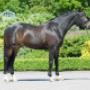 Manege De Oude Meerdijk Pension en Dressuurstal