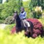 Manege De Oude Meerdijk Pension en Dressuurstal