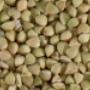 Trouw BV Glutenvrij en Boekweitprod J