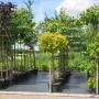 Bomen afdeling
