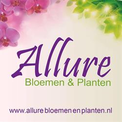 Allure Bloemen & Planten