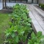 Alpha Groen Hoveniers