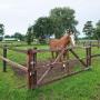 Paardenomheining