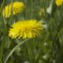 Begrafenisverzorging Poppe