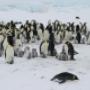 Beluga Expeditions & Adventures BV