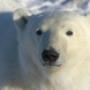 Beluga Expeditions & Adventures BV