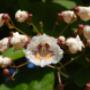 Trompetbloemboom (Catalpa)