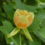 Tulpeboom (Liriodendron)