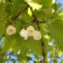 Sneeuklokjesboom (Halesia )