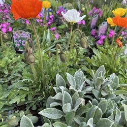 Planten en bloemenhandel Beijers en Kerstboom Eijsden