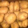 Bex BV Aardappelschilbedrijf