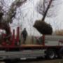 bomen voor GaiaZoo