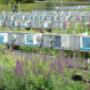 vaste planten in vele soorten
