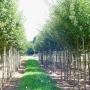 dikkere maten fruitbomen