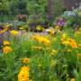 visueel aantrekkelijke planten
