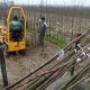 hoogstam fruitbomen rooien
