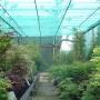 Japanse Acer's in soorten