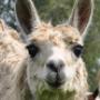 Dierenkliniek Noordwolde