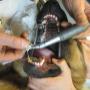 Dierenarts Meemortel De