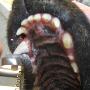 Dierenarts Meemortel De