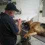 Dierenarts Meemortel De