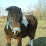 Dierenarts Meemortel De