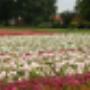 Darthuizer Groep