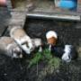 PlusDierenkliniek De Saen Zaandam