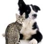 PlusDierenkliniek Westerwatering