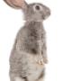PlusDierenkliniek Westerwatering