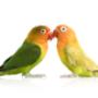 PlusDierenkliniek Westerwatering