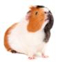 PlusDierenkliniek Westerwatering