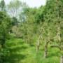 Groene Hand Hoveniersbedrijf De