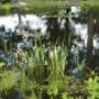 Groene Hand Hoveniersbedrijf De