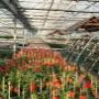 Wit Van Dongen Groencentrum