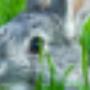 Dierenartsen Heerenveen