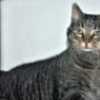 Asiel Weert
