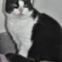 Asiel Weert