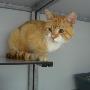 Dierenasiel Oostzaan