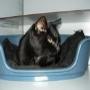 Dierenasiel Oostzaan