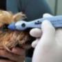 Dierenkliniek Buiten-Mere C J Ebeli