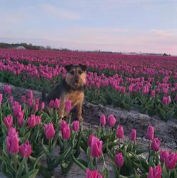 Dierenkliniek Dallenga