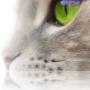Dierenkliniek De Arker