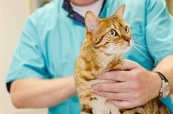 Dierenkliniek Hees